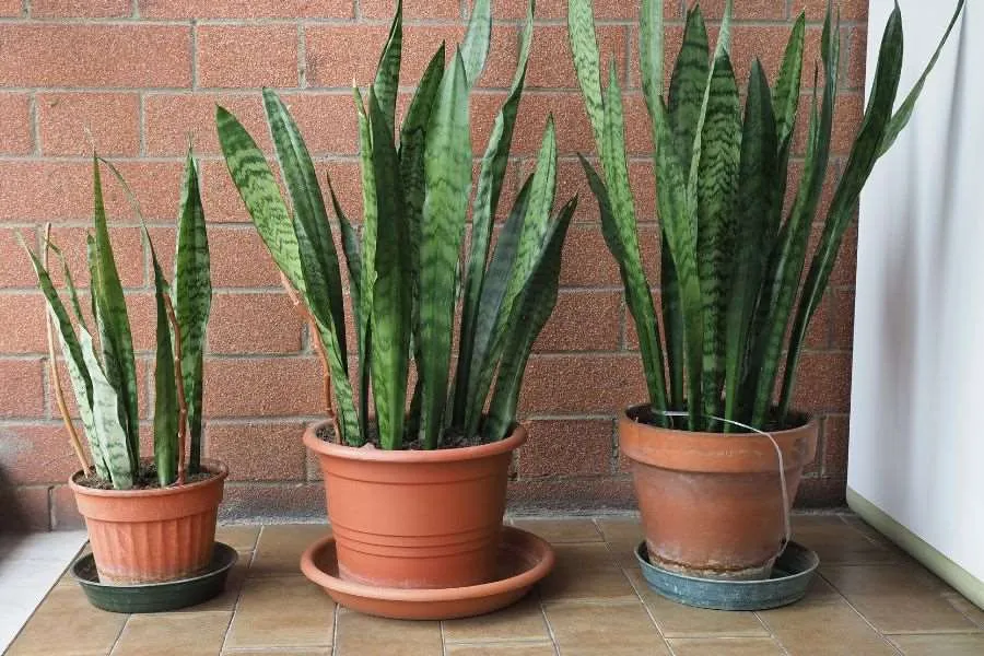 Vị trí đặt chậu cây lưỡi hổ ở nơi có bóng râm sẽ giúp cây sinh trưởng tốt hơn