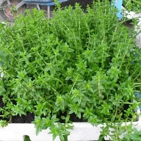 Vị trí đặt chậu rau ngổ phù hợp nơi có ánh sáng bán phần và độ ẩm cao