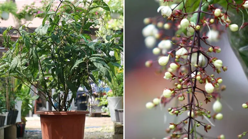 Việc chọn cây giống chất lượng là bước quan trọng khi trồng cây dạ ngọc minh châu tại nhà