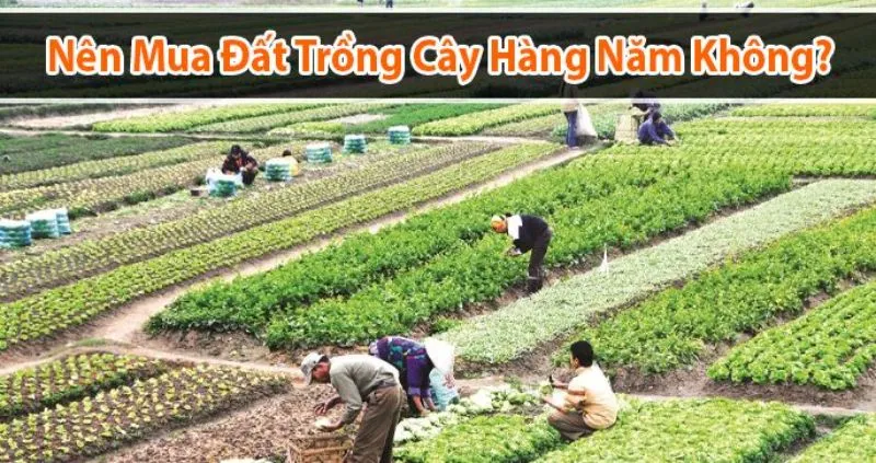 Xác định mục đích sử dụng rõ ràng khi đầu tư đất trồng cây hàng năm