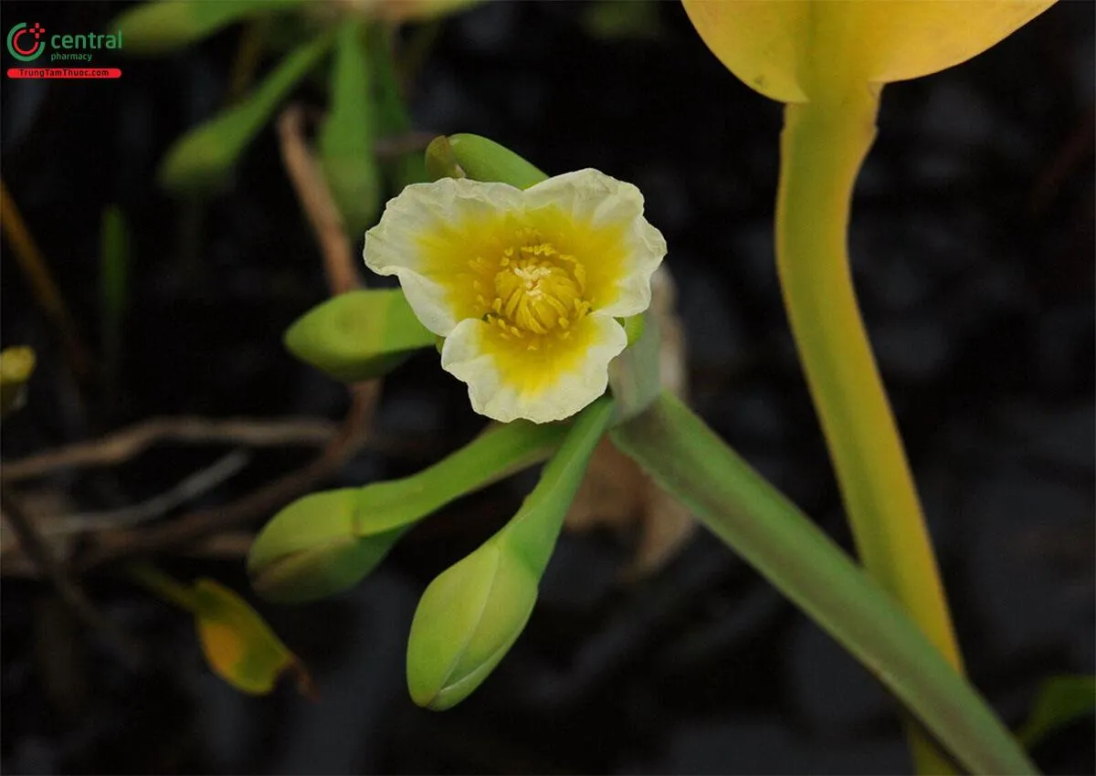 Xử lý đất trồng hành tăm bằng cách bổ sung phân hữu cơ