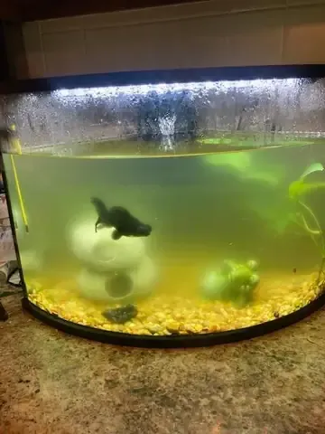 Xương rồng trong chậu hoặc tiểu cảnh khô là lựa chọn tốt cho những ai yêu thích vẻ đẹp tự nhiên và sức sống mạnh mẽ của loại cây này.