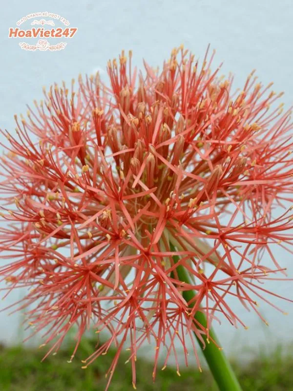 Có Nên Trồng Cây Hồng Tú Cầu Không – Kỹ Thuật Trồng Chanh Dây Chuẩn