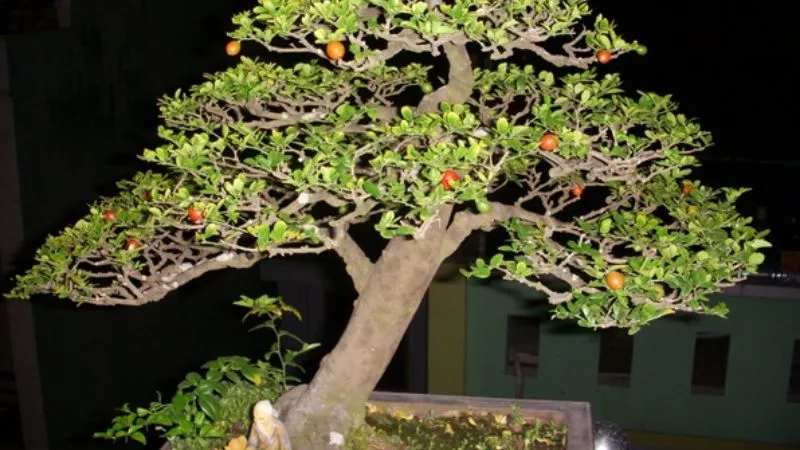 Ý nghĩa phong thủy cây kim quýt