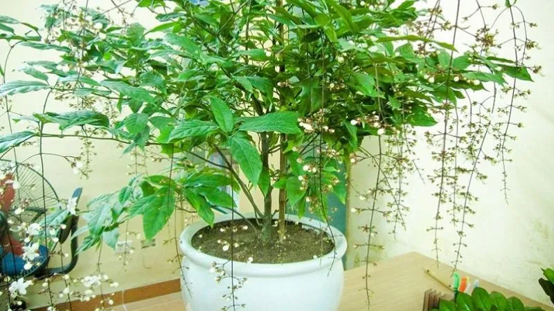 Ý nghĩa phong thủy của cây dạ ngọc minh châu, thu hút nhiều may mắn, tài lộc