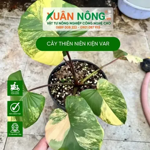 Ý nghĩa phong thủy của cây thiên niên kiện trong không gian sống