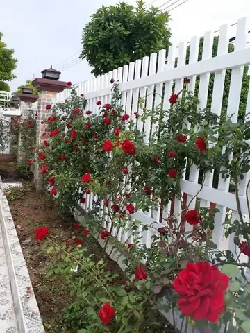 Yếu tố độ ẩm đất ảnh hưởng đến việc chọn khoảng cách trồng hoa hồng