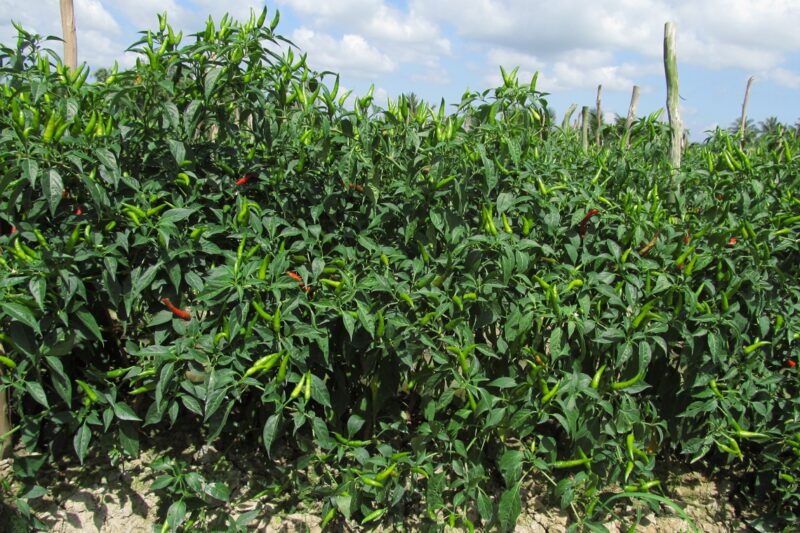 Cách Trồng Cây Vả Đúng Kỹ Thuật, Ra Quả Quanh Năm