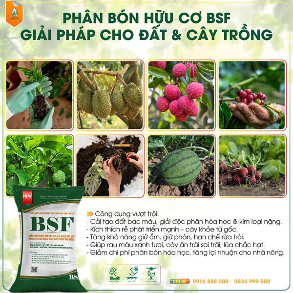 Hướng Dẫn Chi Tiết Cách Chăm Sóc Cây Bưởi Cảnh Sau Tết Để Cây Ra Quả Vào Dịp Tết Năm Sau