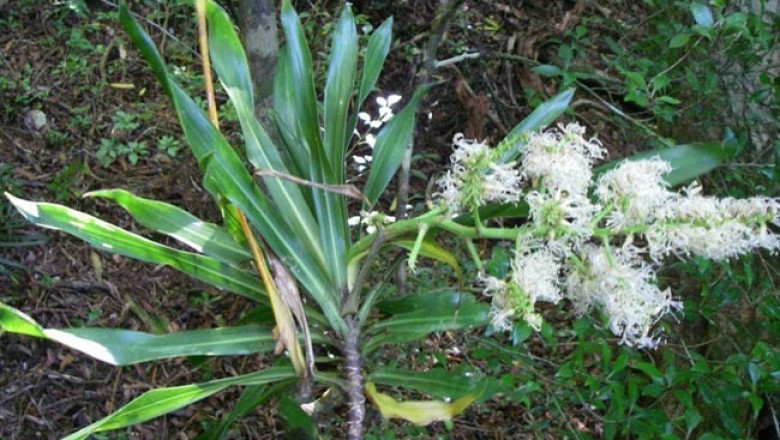 Cách Trồng Cây Bồng Bồng Ra Hoa Đẹp Quanh Năm