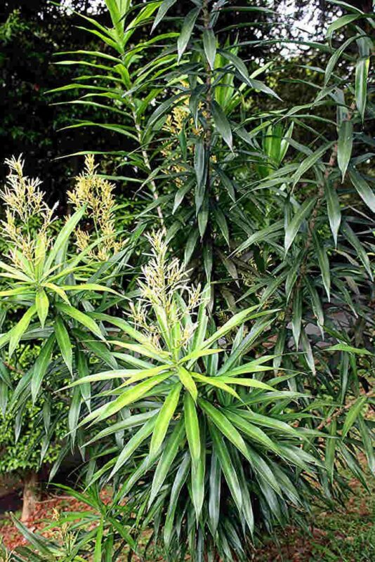 Cách Trồng Cây Bồng Bồng Ra Hoa Đẹp Quanh Năm