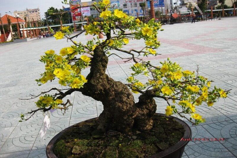Cách Chăm Sóc Cây Mai Bonsai: Hướng Dẫn Chi Tiết Từ Chuyên Gia