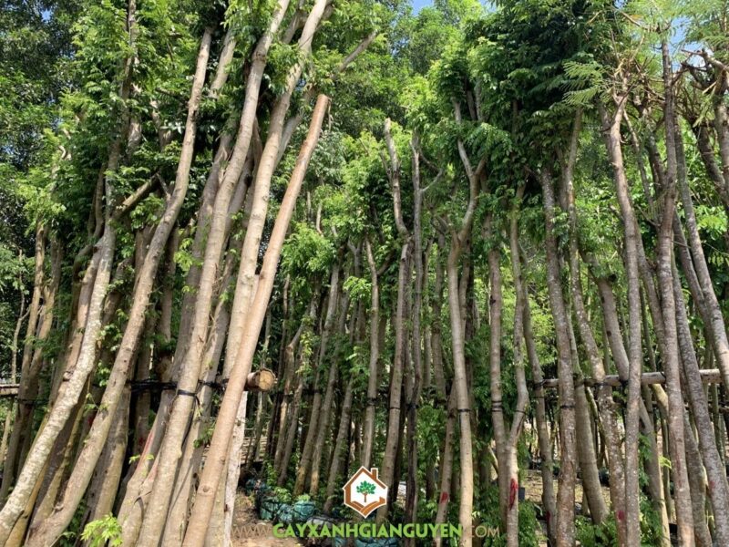 Cây Sưa Đỏ: Trồng và Chăm Sóc Để Đạt Giá Trị Kinh Tế Cao