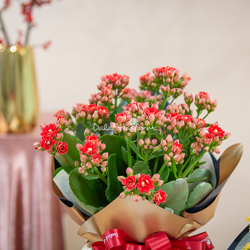 Cách Trồng và Chăm Sóc Cây Hoa Sống Đời Kép