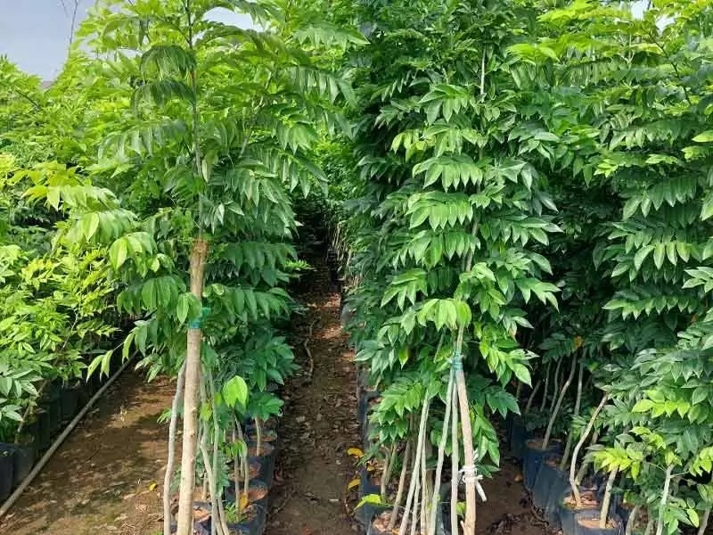 Cây Sưa Đỏ: Trồng và Chăm Sóc Để Đạt Giá Trị Kinh Tế Cao