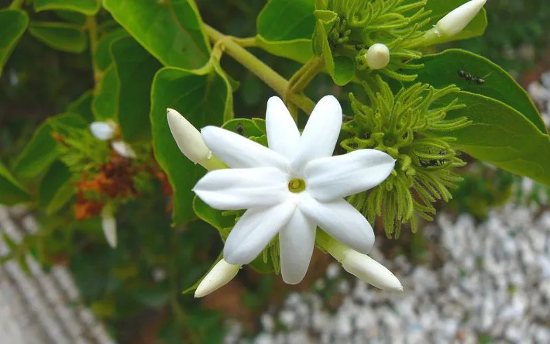 Bóng dáng uyển chuyển của cây nguyệt quế leo khi vươn mình trên giàn