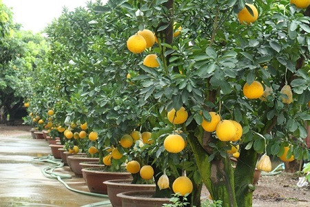 Hướng Dẫn Chi Tiết Cách Chăm Sóc Cây Bưởi Cảnh Sau Tết Để Cây Ra Quả Vào Dịp Tết Năm Sau