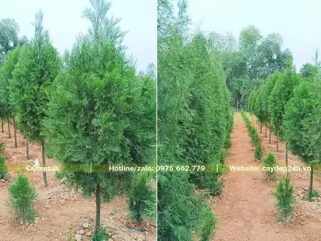 Cách Chăm Giống Cây Hoàng Đàn Phát Trển Tốt