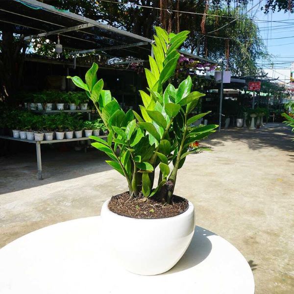 Bí Quyết Chăm Sóc Cây Kim Tiền Xanh Tốt, Mang Lộc Đầy Nhà