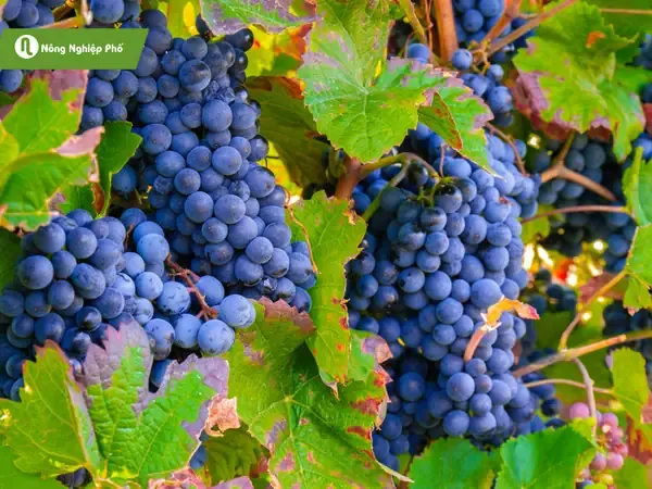 Cách Chăm Sóc Để Cây Nho Sau Khi Trồng Được Xanh Lá, Đứng Cây, Quả Trĩu Cành