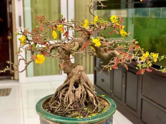 Cách Chăm Sóc Cây Mai Bonsai: Hướng Dẫn Chi Tiết Từ Chuyên Gia
