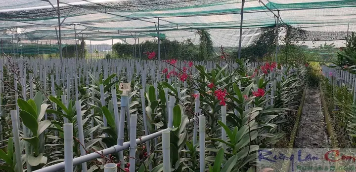 Hướng Dẫn Chi Tiết Cách Trồng Hoa Lan Renred Toàn Diện