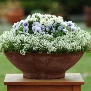 Cách trồng hoa ngàn sao kết hợp nhiều màu sắc, tạo điểm nhấn rực rỡ