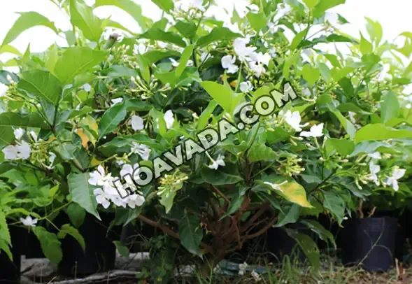 Cách Trồng Hoa Ngọc Anh