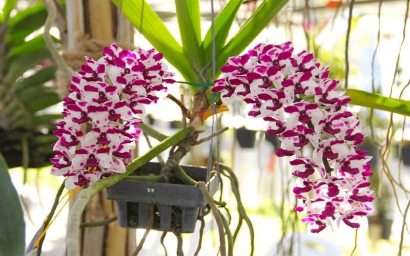 Cách Chăm Sóc Lan Đai Châu Ra Hoa Đúng Tết: Bí Quyết Từ Chuyên Gia