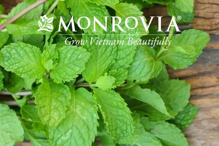 Cách Trồng Rau Húng Lủi Đơn Giản Tại Nhà Ăn Quanh Năm - Monrovia