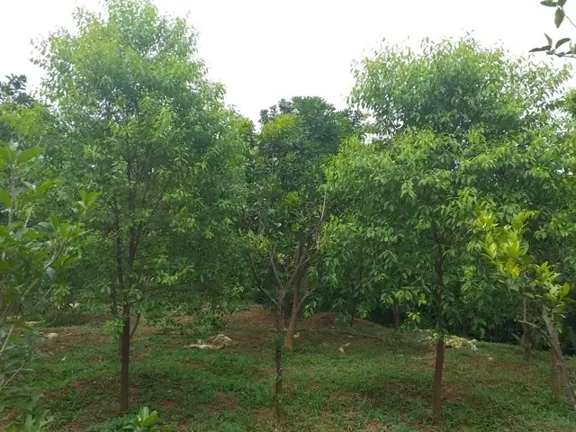 Cách Trồng Và Chăm Sóc Cây Hoàng Đàn