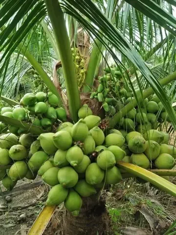 Cách Trồng Và Chăm Sóc Cây Nho Lùn