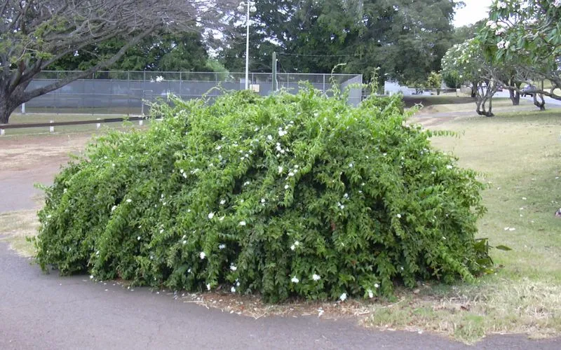 Cận cảnh những bông hoa nguyệt quế leo trắng ngần với hương thơm quyến rũ