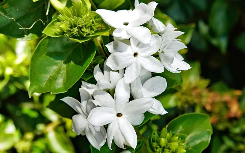 Cành nguyệt quế leo với những nụ hoa chúm chím chuẩn bị khoe sắc