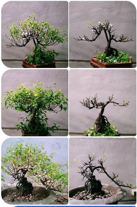 Cắt tỉa nhất chi mai sau tết