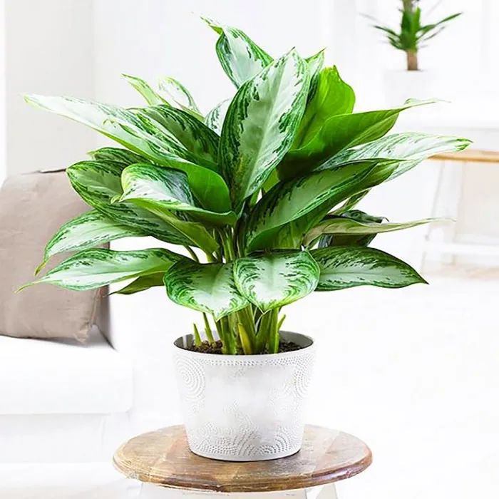 Cây bạch mã hoàng tử với thân trắng và lá xanh sọc trắng.