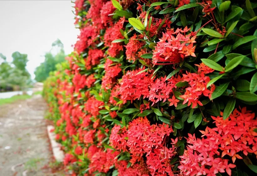 Cây bông trang là loài cây ưa nắng