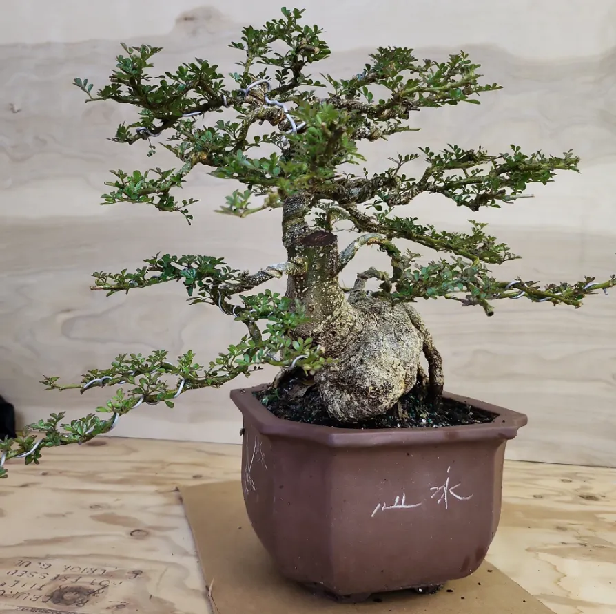 Cây Cần Thăng với lá xanh tốt