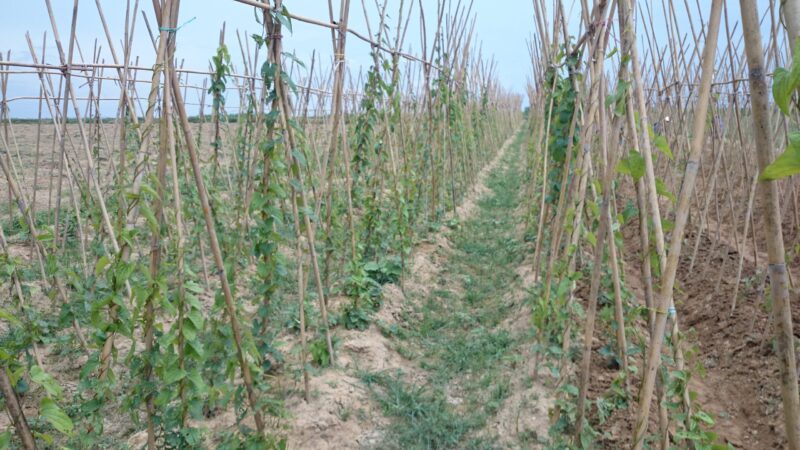 Hướng Dẫn Chi Tiết Cách Trồng Cây Củ Mài Cho Năng Suất Cao