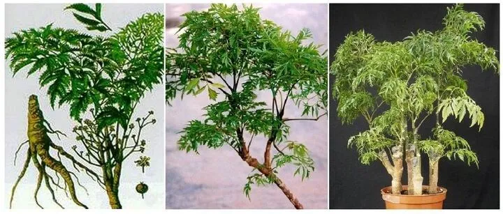 Cây đinh lăng trong chậu cảnh.