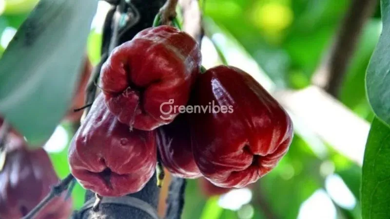 Cây giống mận an phước