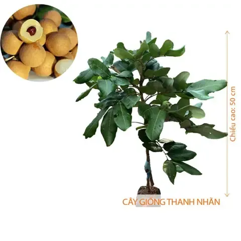 Cây Giống Thanh Nhãn