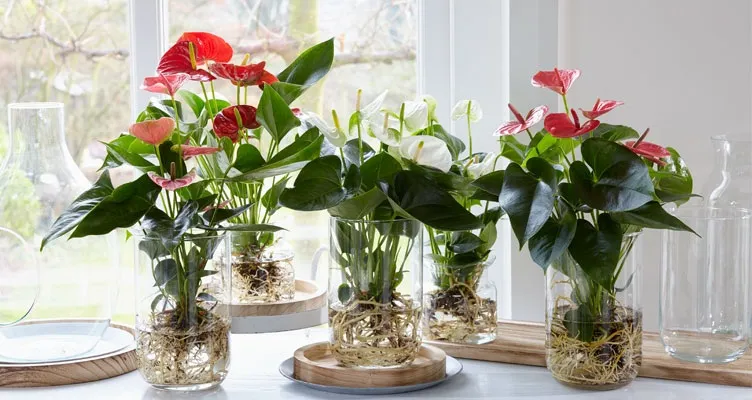 Cây hồng môn thủy sinh