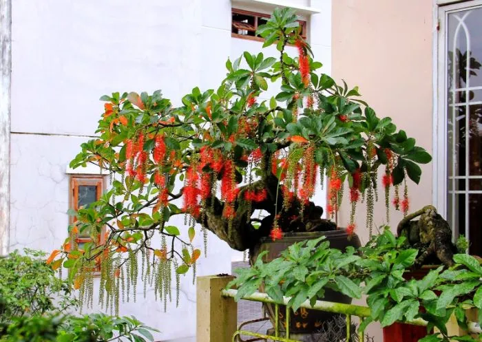 Cây lộc vừng có hoa màu đỏ tươi rất thích hợp trồng trước nhà