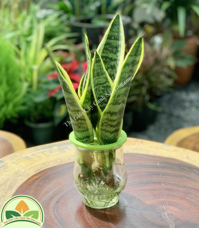 Cách Trồng Cây Lưỡi Hổ Thái: Hướng Dẫn Chi Tiết Từ A-Z