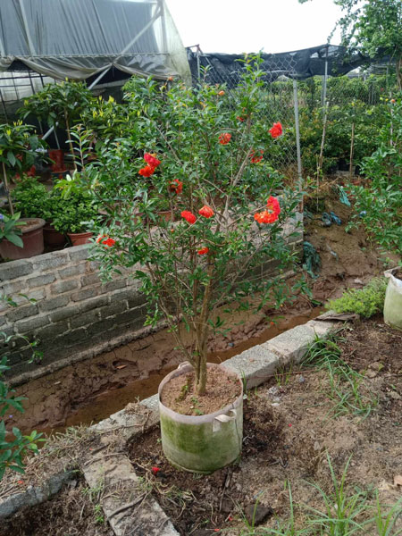 Những Cây Cảnh Không Nên Trồng Trong Nhà Theo Phong Thủy