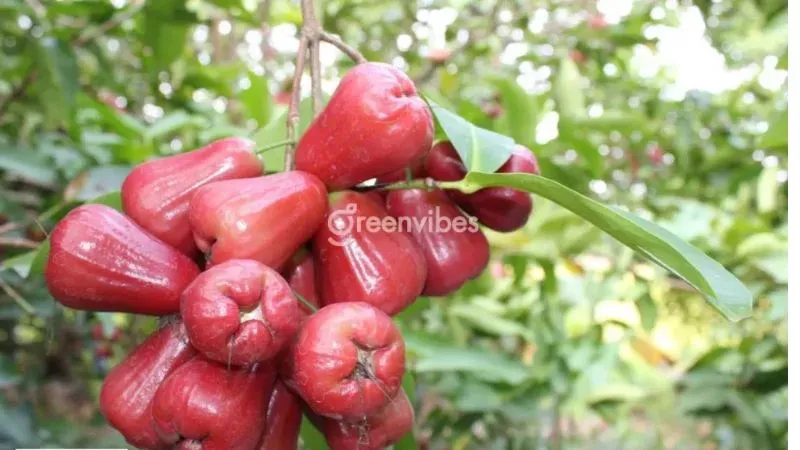 Cây mận an phước giá bao nhiêu?