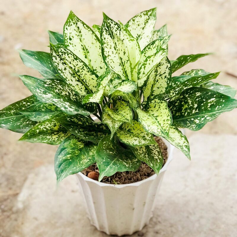 Cách Chăm Sóc Cây Ngọc Ngân Đúng Kỹ Thuật Để Mang Lại May Mắn và Thịnh Vượng