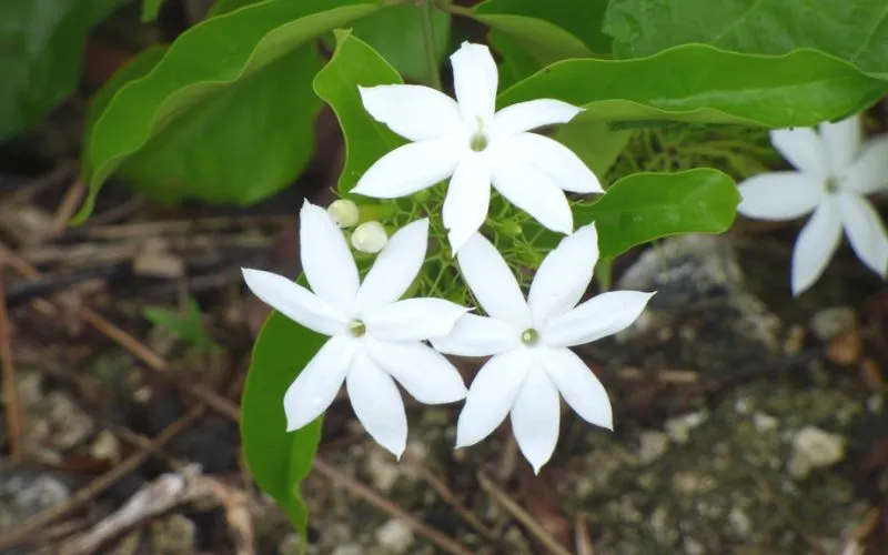 Cây nguyệt quế leo được trồng tạo dáng thành cây bonsai sang trọng