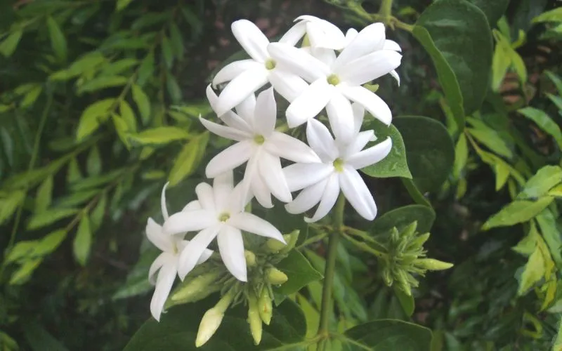 Cây nguyệt quế leo mang đến sự thanh tao, tinh tế cho không gian sống